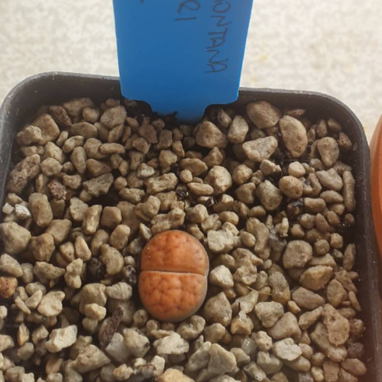 Plant image Lithops Karasmontana