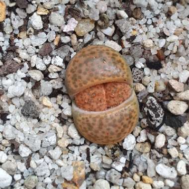 Lithops