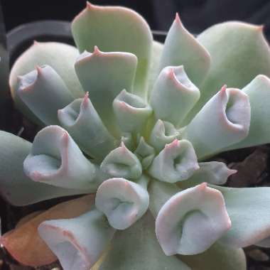 Echeveria Trumpet Pinky 