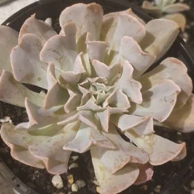 Echeveria Swan Lake