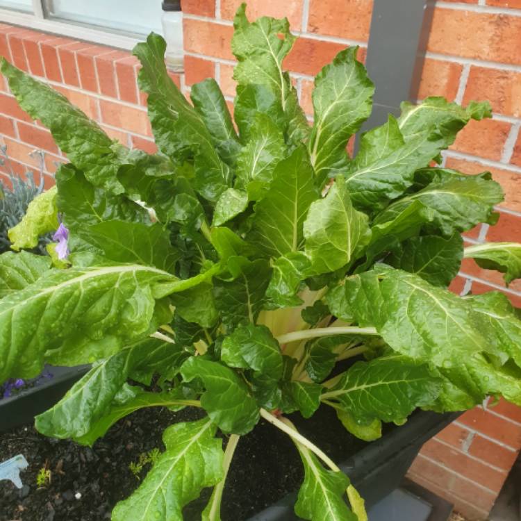 Plant image Beta Vulgaris subsp. Vulgaris