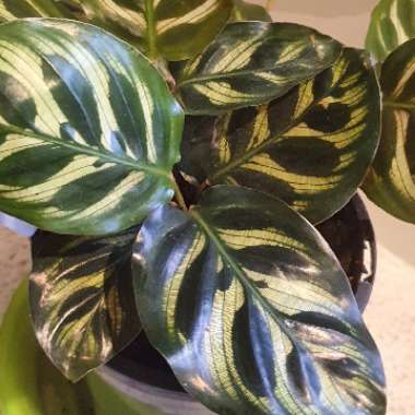 Calathea