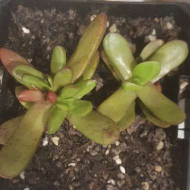 Crassula clavata