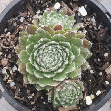 Sempervivum Pacific Feather Power