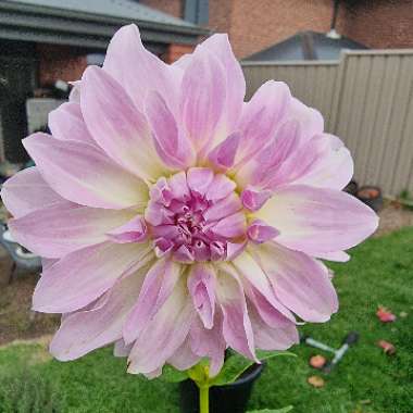 Dahlia