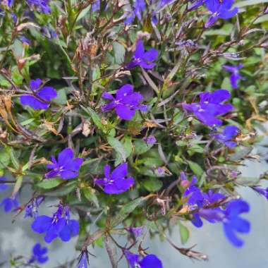 Lobelia Erinus