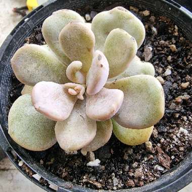 xGraptoveria Margaret Rose