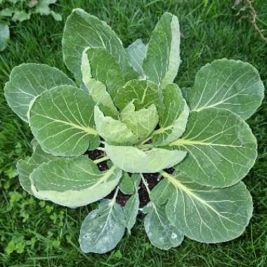 Brassica oleracea (Gemmifera Group)