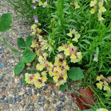 Linaria 'Fairy Bouquet Mixed'