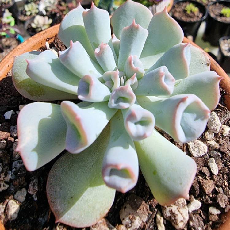 plant image 1470346