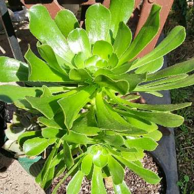 Aeonium Arboreum Green Rose