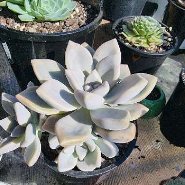 Graptoveria Tricolor