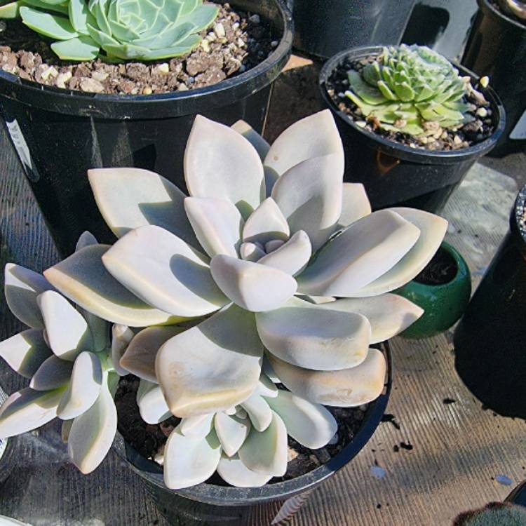 Plant image Graptoveria Tricolor