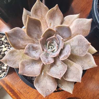 Echeveria Linda Jean