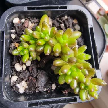 Sedum Rubrotinctum