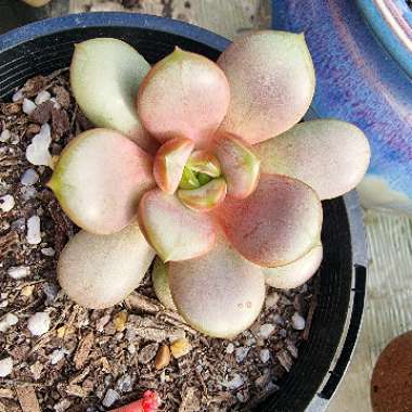 xGraptoveria Amethorum