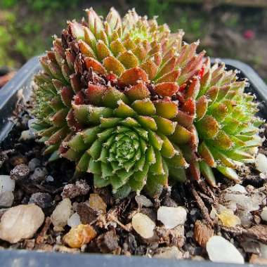 Sempervivum