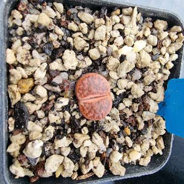 Lithops Bromfieldii v. Glaudinae C393A