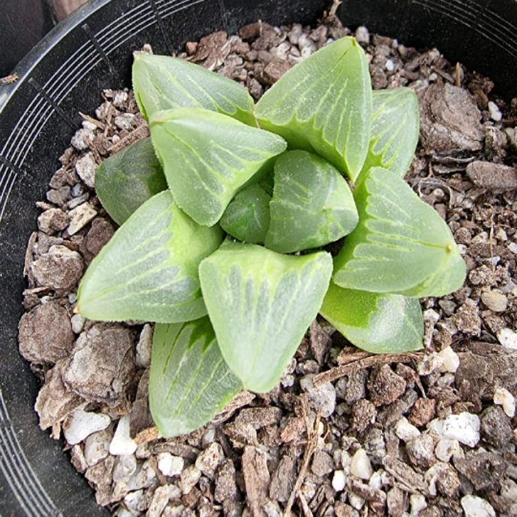 plant image 1476021