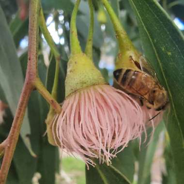 Eucalyptus