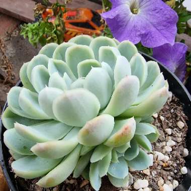 Echeveria Elegans