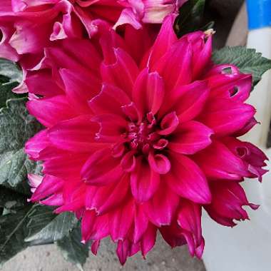 Dahlia (Border Varieties)