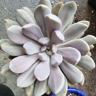 xGraptoveria Topsy Debbi