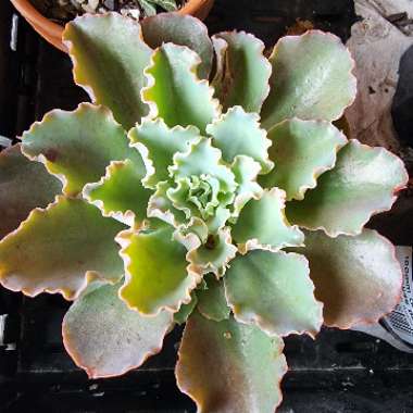 Echeveria Blue Waves