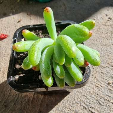 Sedum pachyphyllum