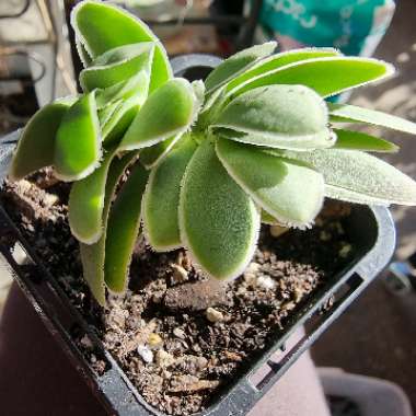 Crassula Ciliata