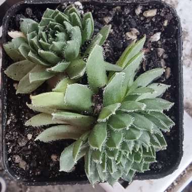 Sempervivum Black Mini