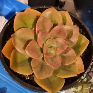 Echeveria Chroma