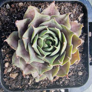 Sempervivum Pinkerine