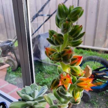 Echeveria Leucotricha