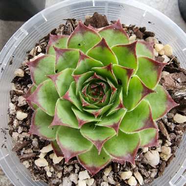 Sempervivum Tectorum Sunset