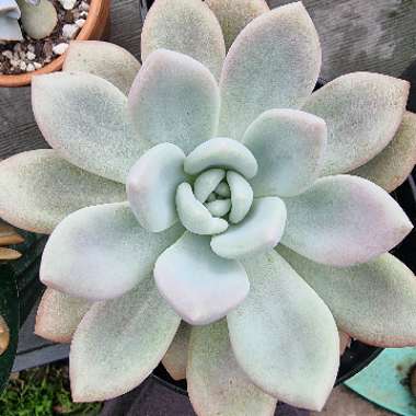 xGraptoveria Opalina