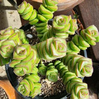 Crassula perforata x Crassula rupestris var marnieriana 'Baby Necklace'