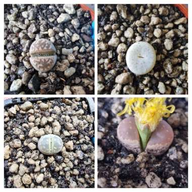 Lithops