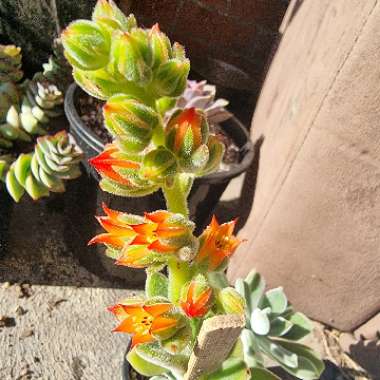 Echeveria Leucotricha