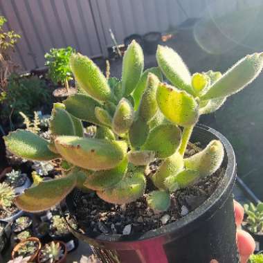 Cotyledon Tomentosa Variegata Yellow