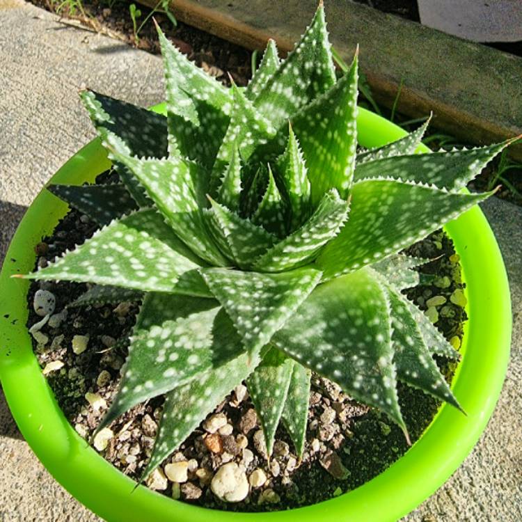 Plant image x Gasteraloe