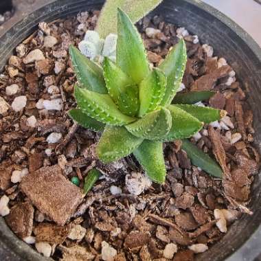 Haworthiopsis coarctata f. greenii syn. Haworthia coarctata f. greenii, Haworthia greenii