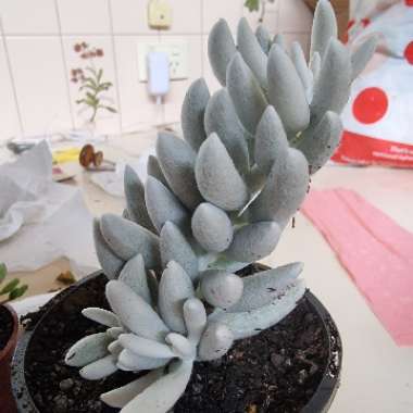 Senecio Haworthii