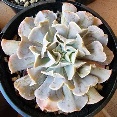 Echeveria Swan Lake