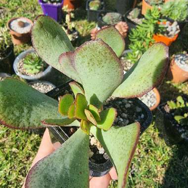 Crassula arborescens subsp. undulatifolia 'Bluebird'