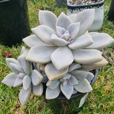 Graptoveria Tricolor