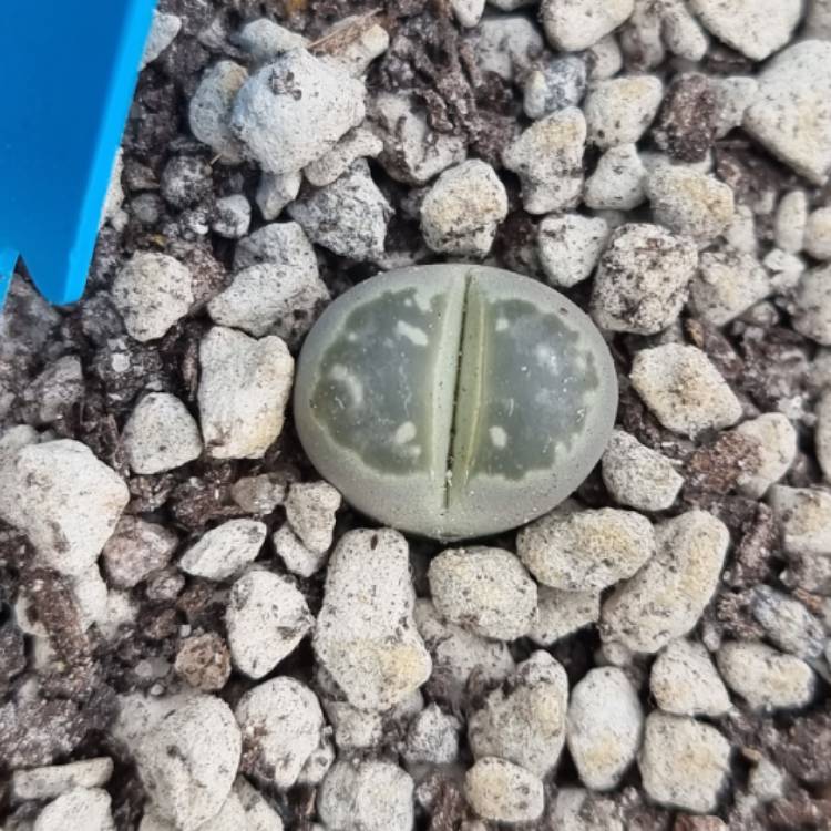 Plant image Lithops Olivacea