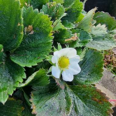 Fragaria x ananassa