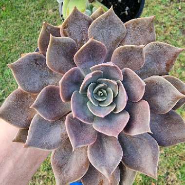 Echeveria Linda Jean