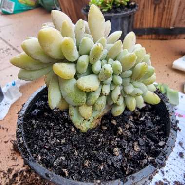 x Pachyveria Clavifolia Cristata